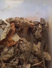 Red-Eyed Crocodile Skink / アカメカブトトカゲ / メベニカブトトカゲ / Tribolonotus gracilis 2