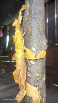 オオコノハムシ / Giant malaysian leaf insect(Pair) 4