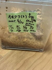  【極太・大型血統同腹】国産オオクワガタ64mm 2