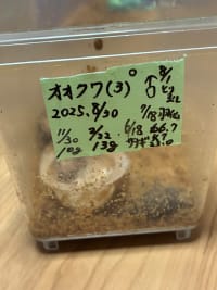  【極太・大型血統同腹】国産オオクワガタ66.7mm 2