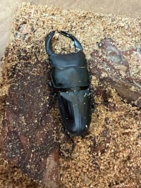 【極太・大型血統同腹】国産オオクワガタ67mm 1