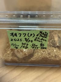 【極太・大型血統同腹】国産オオクワガタ67mm 2
