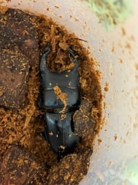 【極太・大型血統同腹】国産オオクワガタ68.1mm 1