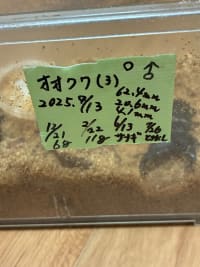 【極太・大型血統同腹】国産オオクワガタ62.4mm 2