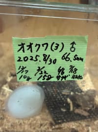 【極太・大型血統同腹】国産オオクワガタ66.5mm 2
