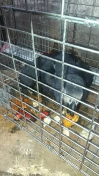 Grey Parrot / ヨウム 1