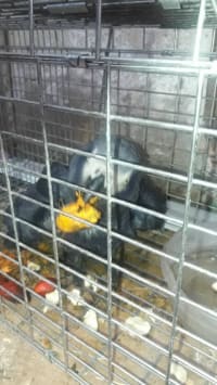 Grey Parrot / ヨウム 2