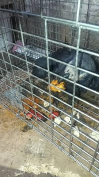 Grey Parrot / ヨウム 3