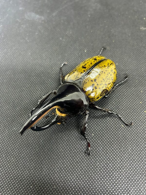 【珍品･90UP】モロンシロカブト（モロンオオカブト） 90UPペア │飼育セット付き(Dynastes hyllus moroni)
