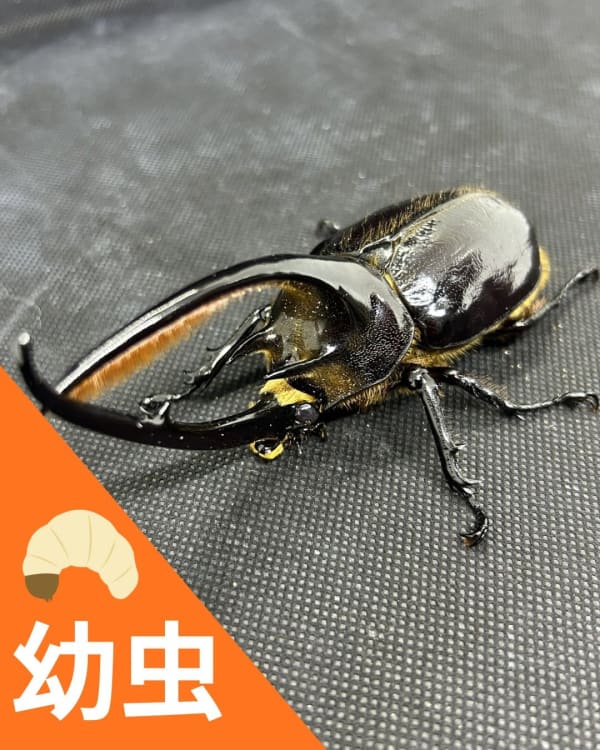 ネプチューンオオカブト 幼虫1頭(Dynastes neptunus)