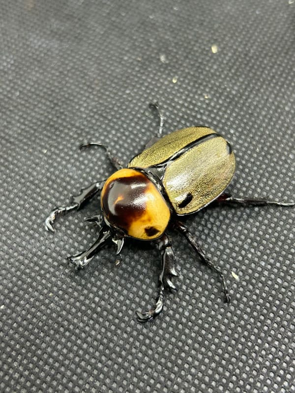 ヨツボシヒナカブト ペア(Brachysiderus quadrimaculatus)