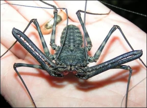 オオウデムシ / African Tailless Whip Scorpions / African Whip Spider / Giant Tailless Whip Scorpion (Damon diadema) (3点セット / Set of 3)