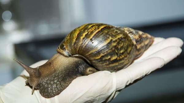 メノウアフリカマイマイ / Togo African Giant Snails (Baby) / Giant Tiger Snail (Achatina achatina)  (5点セット / Set of 5)