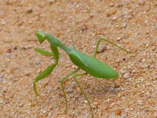 アフリカオオハラビロカマキリ / African Giant Mantis / Green Mantis (Sphodromantis spp.)  (5点セット / Set of 5)