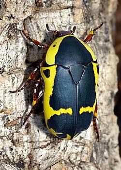 チェッカードサンビートル / Yellow-Black Flower Beetle / Garden Fruit Chafer / Checkered Tor (Pachnoda sinuata) (5点セット / Set of 5)