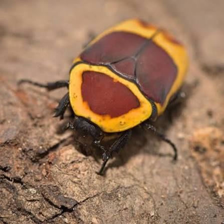 サンビートル / Yellow Flower Beetles / Flower Beetle / Sun Beetle (Pachnoda marginata) (5点セット / Set of 5)