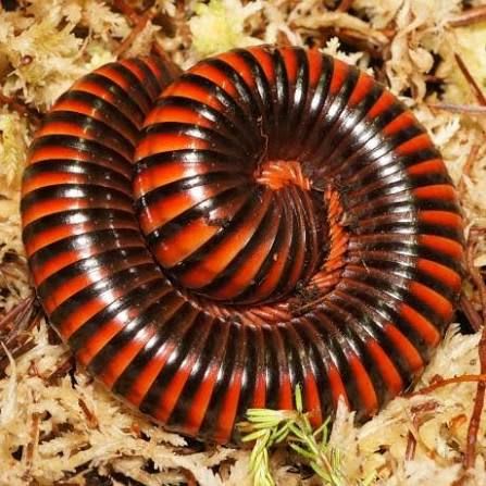 ナイジェリアバンデットミリピード / Fire Banded Millipedes / Yellow-banded Millipede / Amber Banded Millipede (Pelmatojulus ligulatus) (3点セット / Set of 3)