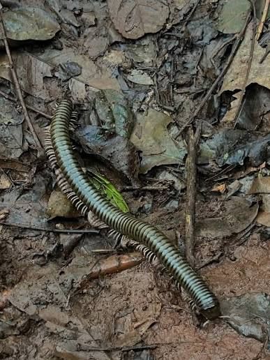フォレストグリーンミリピード / Togo Forest Green Millipede (Telodeinopus aoutii) (3点セット / Set of 3)