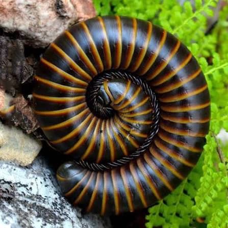 イエローバンデッドミリピード / Togo Yellow Banded Millipedes (Mardonius parilis parilis) (3点セット / Set of 3)