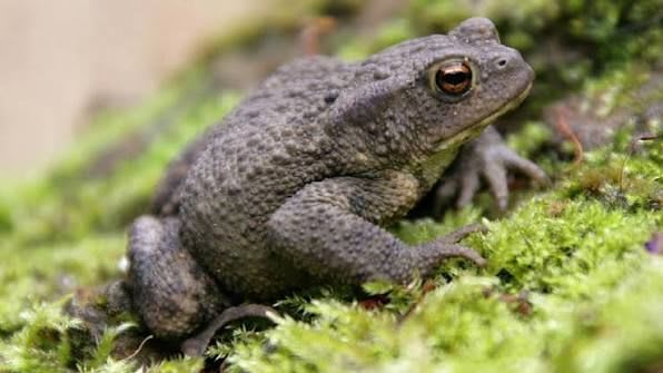 アフリカヒキガエル / 50 Togo Common Toad (Sclerophrys regularis)