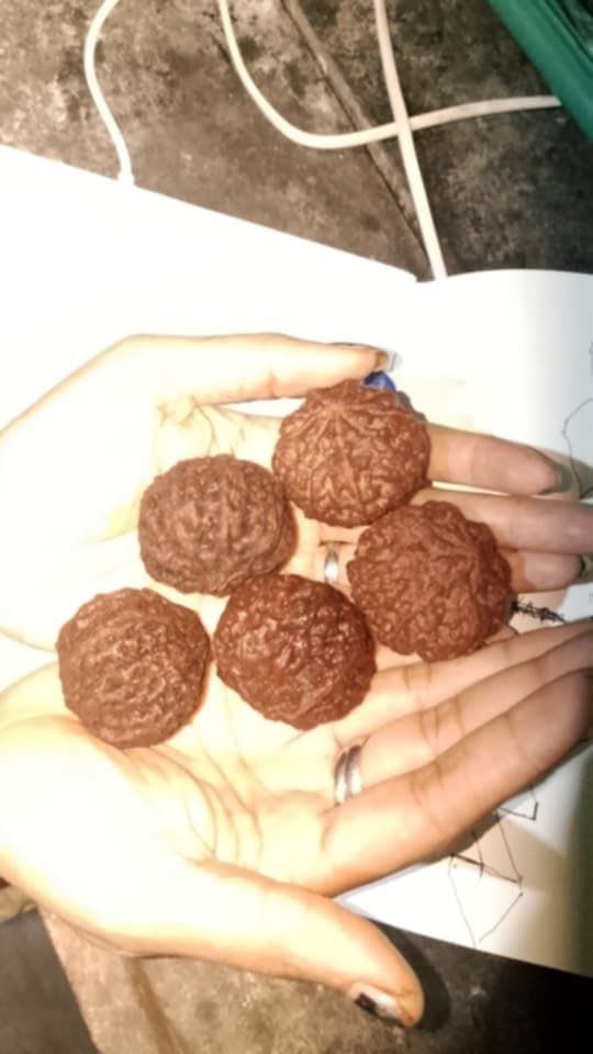 ルドラクシの実(Buah genetri besar)