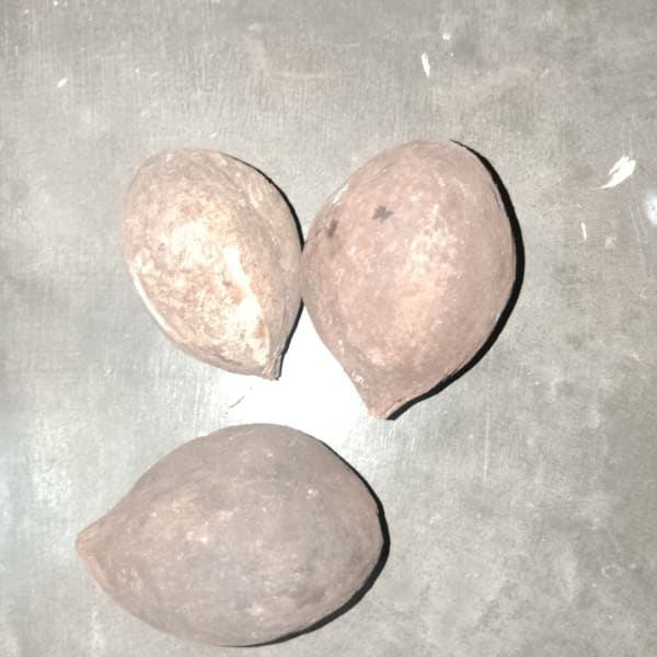 カナリナッツ(Buah kenari)