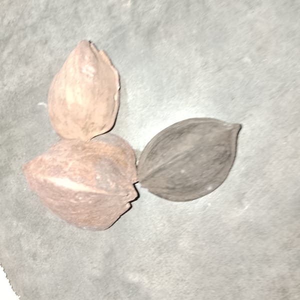 カナリナッツ(Buah kenari segitiga)