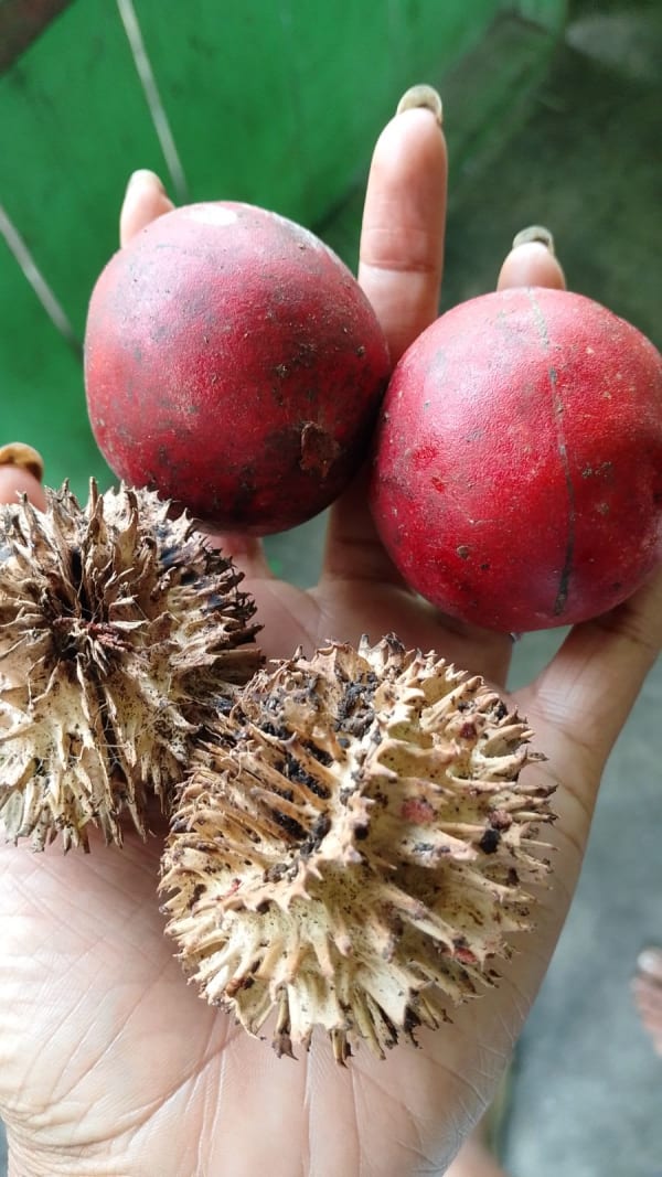 マリタ(Marita / Pandanus conoideus)