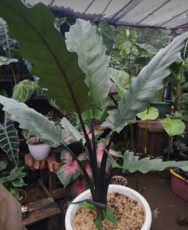 アロカシア・ラウテルバキアナ(Alocasia lauterbachiana)