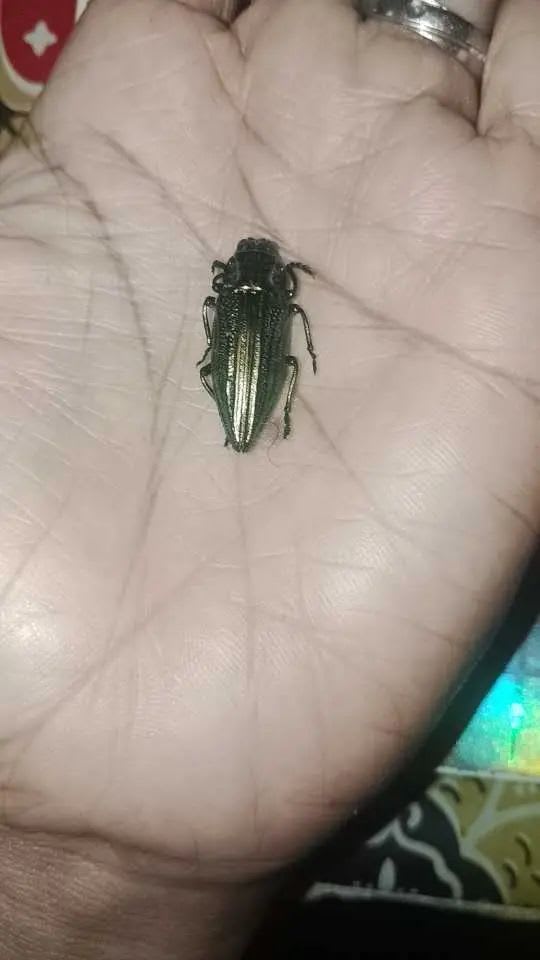アオウバタママムシ（ Nanny jewel bug ）