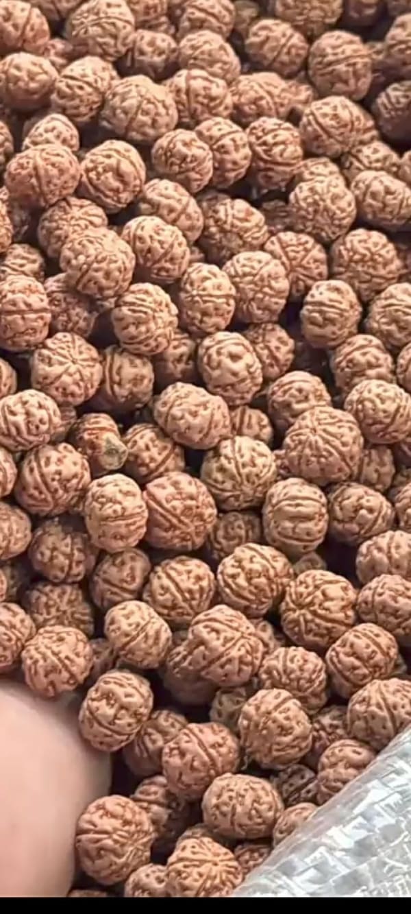 金剛菩提樹、ルドラクシャ(Buah genetri kecil)