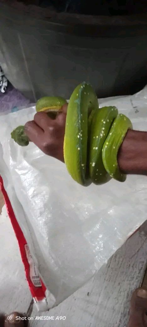 ミドリニシキヘビ(green tree python / Morelia viridis)