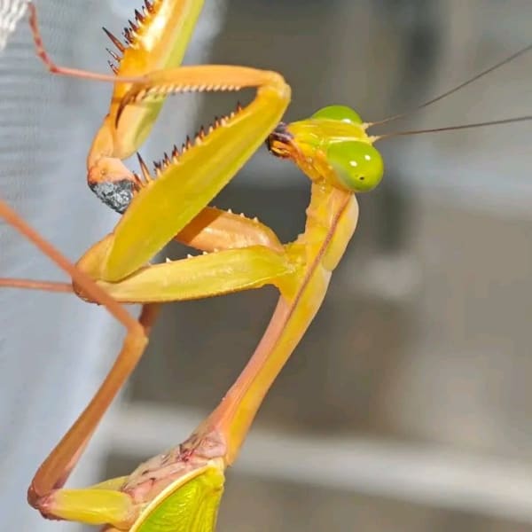 ハラビロカマキリ(Hierodula patellifera / Mantodea）