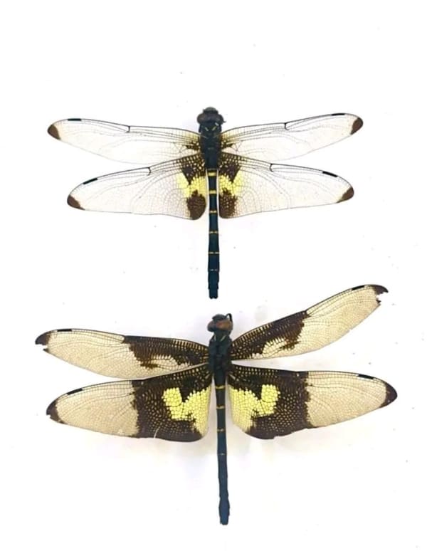 アゲハヤンマ(Capung kipas / Chlorogomphus papilio)