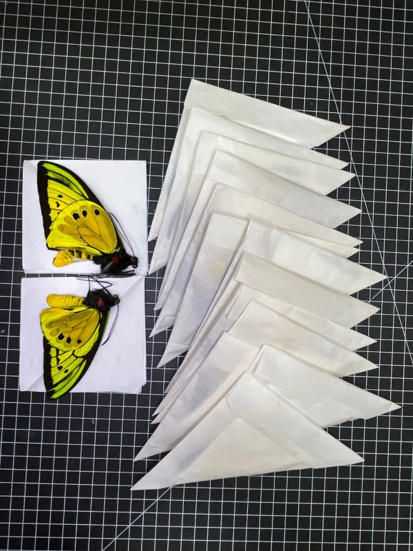 キシタアゲハ(Kupu" Sayap burung / Troides aeacus)