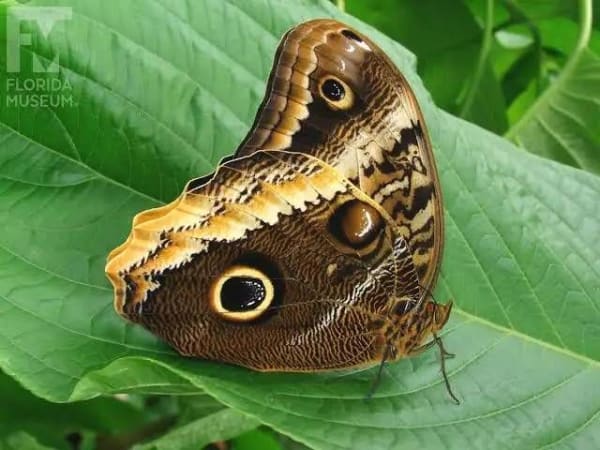 Teucer Owl Butterfly / テウケルフクロウチョウ / Caligo teucer (1 Dried Specimen)