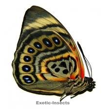 Agrias Butterfly / アグリアス・クラウディナ / Agrias claudina (1 Dried Specimen)
