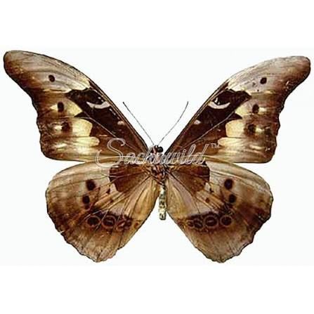 Morpho Butterfly (Cassica) / モルフォチョウ / Morpho achilles cassica (1 Dried Specimen)