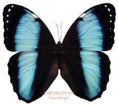 Achilles Morpho Butterfly / モルフォチョウ / Morpho achilles (1 Dried Specimen)