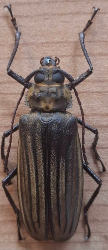 スジバネトゲフチオオウスバカミキリ(Xixuthrus isyuniarkoi / Xixuthrus lunicollis）
