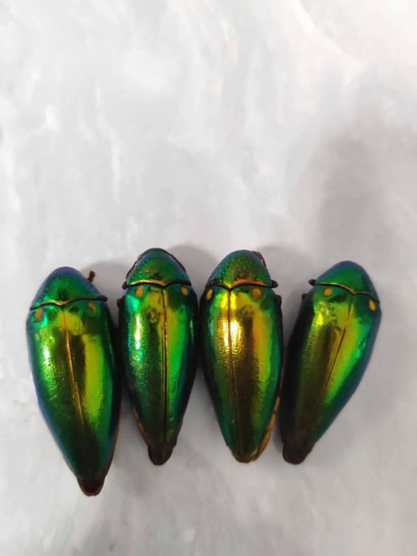 メタリックグリーンジュエルビートル 標本 / Metallic Green Jewel Beetle / Sternocera sp. / Vietnam