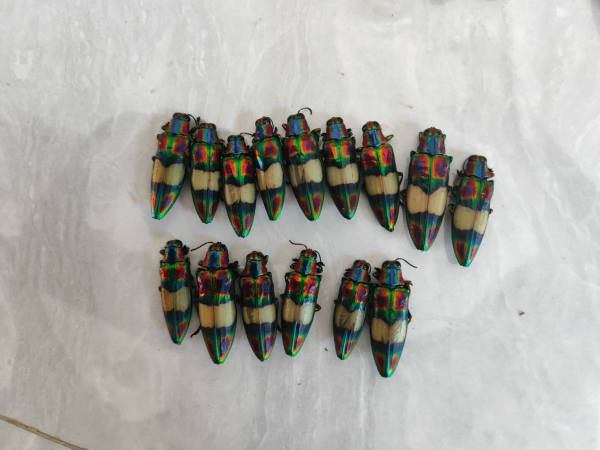 Jewel Beetle / オビモンハデルリタマムシ 標本 / Chrysochroa toulgoeti / Vietnam