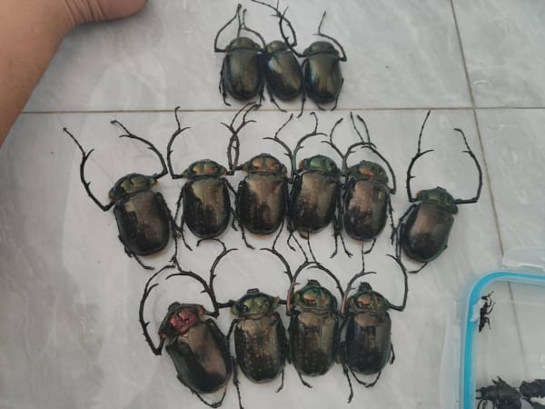 テナガコガネ 標本 / Long-armed Beetle Specimen / Cheirotonus jambar / Vietnam