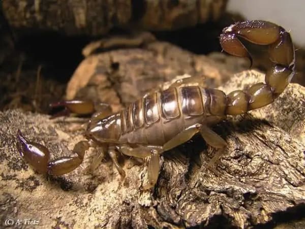 Scorpion / サソリ / Bothriurus coriaceus