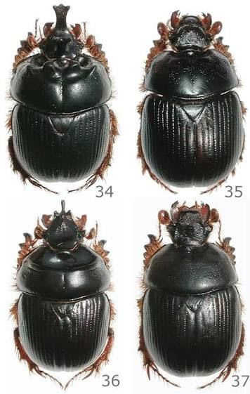 Scarab Beetle / コガネムシ / Bolborhinum tubericeps