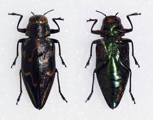 Jewel Beetle / タマムシ / Buprestidae, Chrysochroinae, Actenodes sp. (Ecuador)