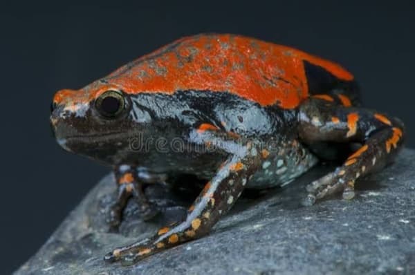 トーゴ産レッドラバーフロッグ / トーゴ産ウエストアフリカンラバーフロッグ / Togo Red Rubber Frog / West African Rubber Frog / Accra Snake-necked Frog / Red-marked Frog / Phrynomantis microps (10 Live Frogs)