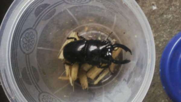 カメルーン産レギウスオオツヤクワガタ / Cameroon Regius Stag Beetle (Mesotopus regius)(ペア)
