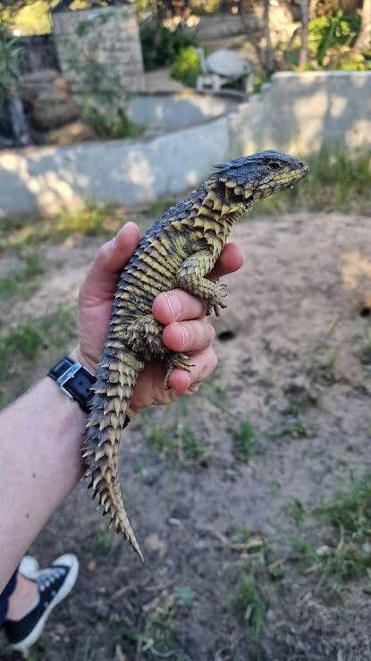 オオヨロイトカゲ / Giant Girdled Lizard / Smaug giganteus(Pair)