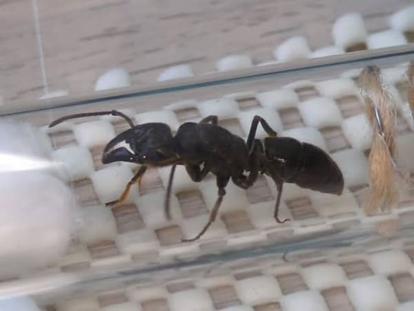 カメルーン産 アフリカン・スティンク・アント / African Stink Ant / Paltothyreus tarsatus|女王1匹+ワーカー10〜20匹